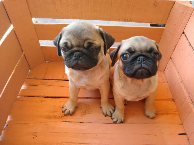 Filhotes de Pug - Foto 3