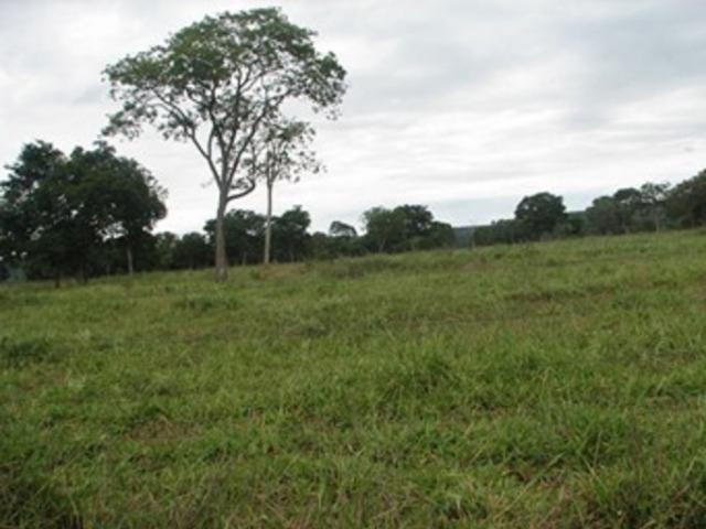 Oportunidade* Fazenda para gado no norte de Minas Gerais - Foto 3