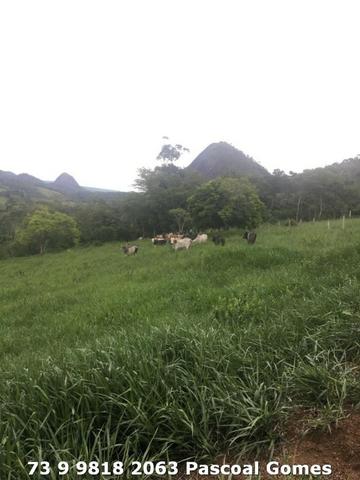Fazenda a venda Bahia 30 hectares - Foto 6