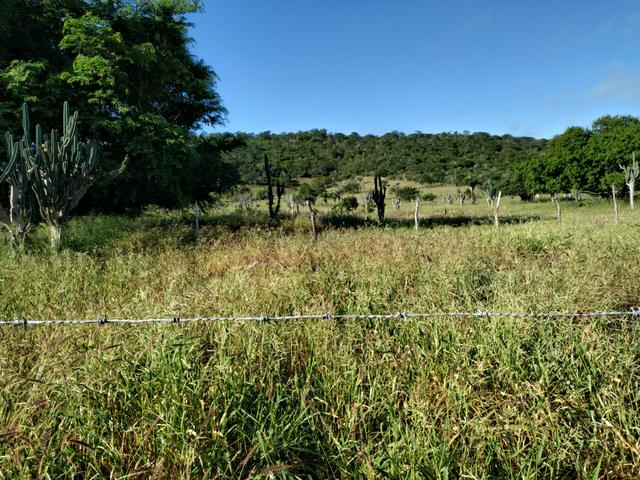 Fazenda com 126 Tarfeas há 70 km de Feira de Santana