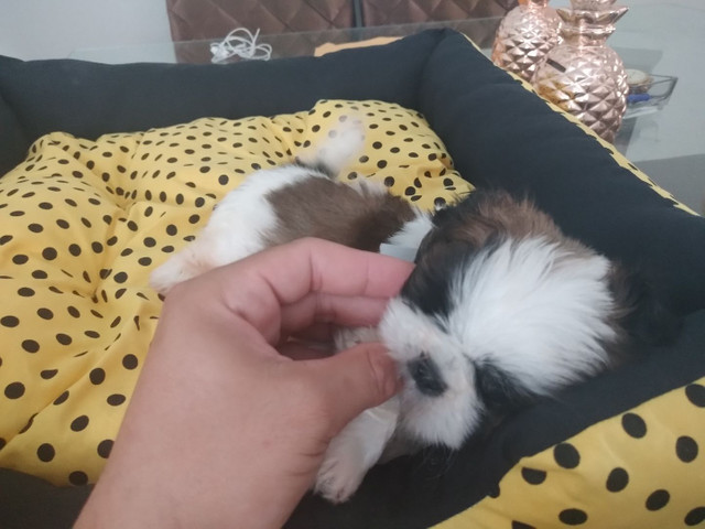 SHIH TZU - Foto 5