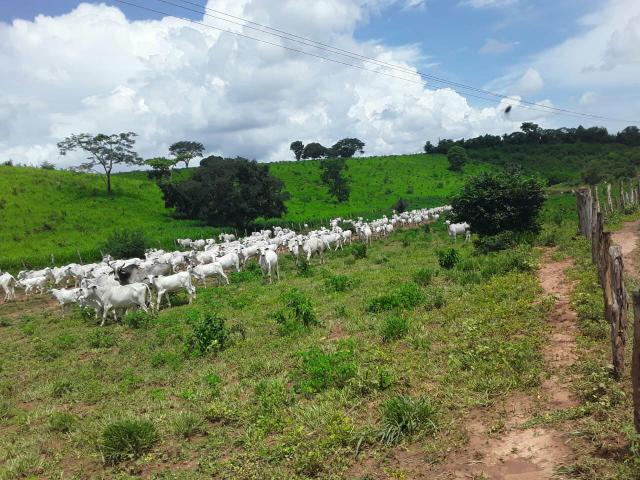 Fazenda em Barra do Corda MA 2.200 hc - Foto 2
