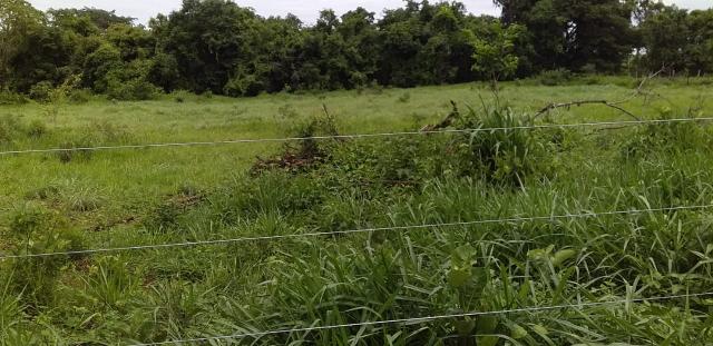 Vende Chacara meio alqueire em Itaberaí URGENTE - Foto 3