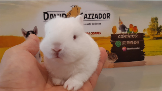 Mini Coelho anao netherlands. Instagram @davidcazzador - Foto 3