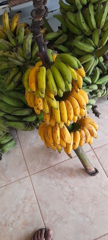 Banana prata e Banana  maçã  - Foto 2