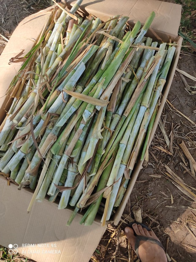 Mudas capim kurumi e capiaçu  - Foto 4