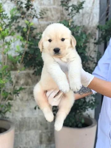 Golden Retriever bem fofinhos $$ - Cachorros e acessórios - Perdizes, São  Paulo 904740490