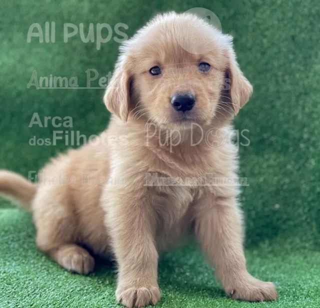 Golden Retriever bem fofinhos $$ - Cachorros e acessórios - Perdizes, São  Paulo 904740490