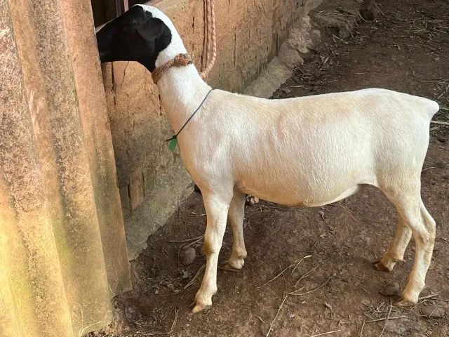 Carneiros e Borregos