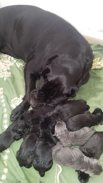 Filhote de Cane Corso - Foto 4