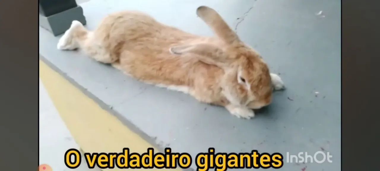 Coelho gigante para reprodução 