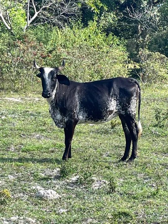 Novilhas, bezerros, Garrotes R$ 300@ - CRIA ABATE LEITE - Foto 6