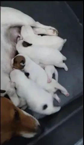JACK RUSSEL TERRIER  - Foto 3