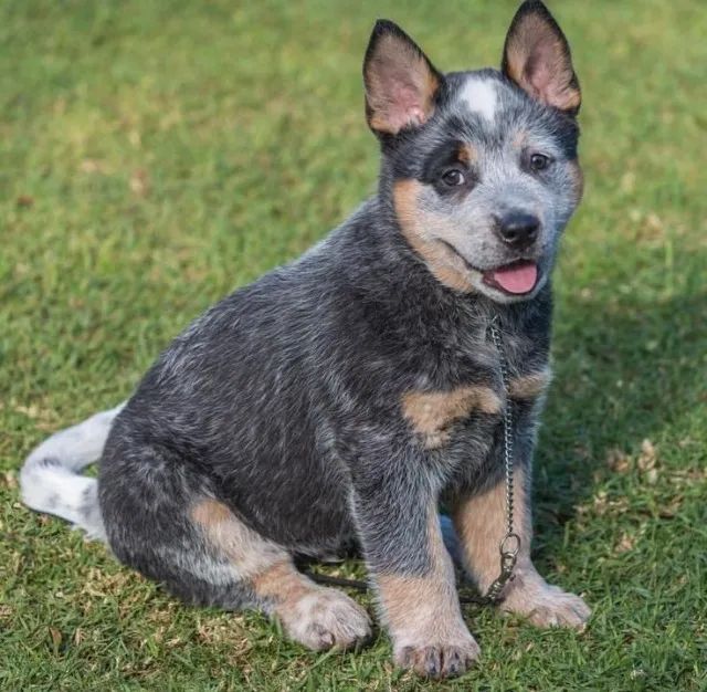 Blue fashion heeler olx