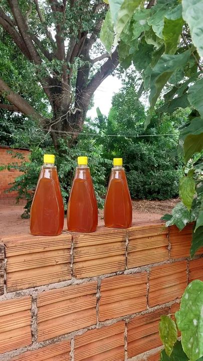 Mel de abelha puro e natural - Foto 5