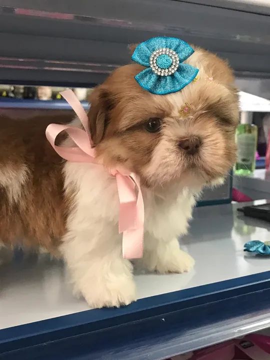 Shih tzu fêmea micro $2.500,00 - Foto 3