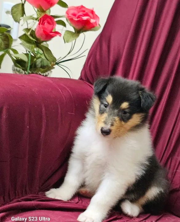 Collie ( Lassie ) - lindos filhotes com excelente linhagem e pedigree cbkc! - Foto 5