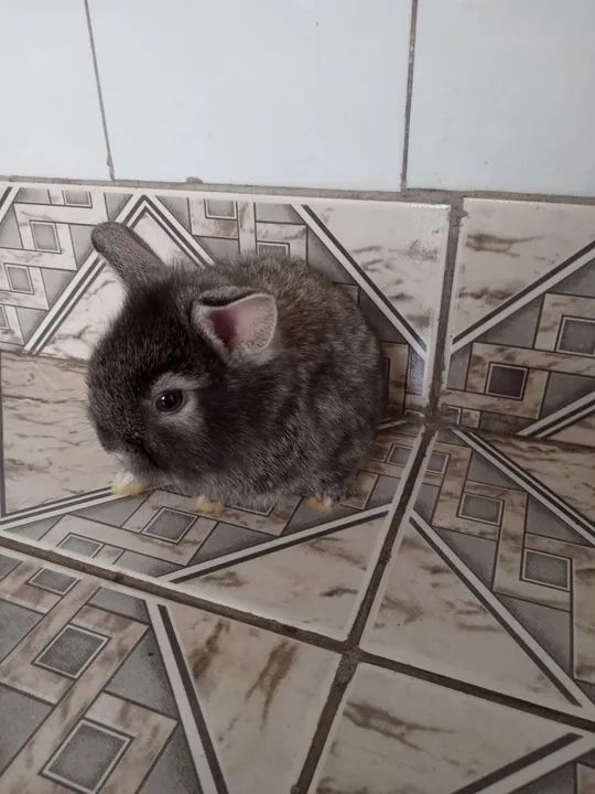 Filhotes Coelhos Mini Lion R$30,00 - Foto 5