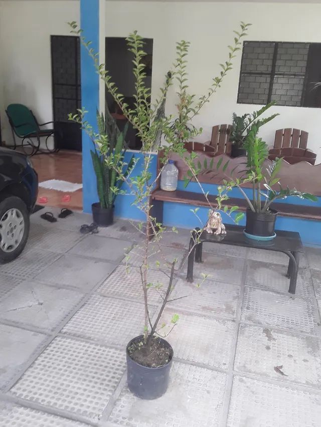 Pés de Acerola  - Foto 2