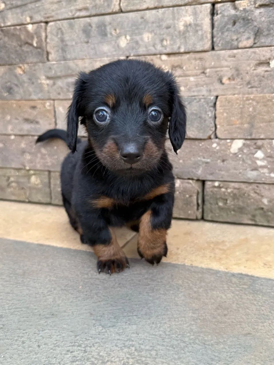 FILHOTES  DE DACHSHUND - Foto 2