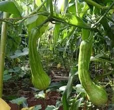 Sementes de Abóbora menina precoce