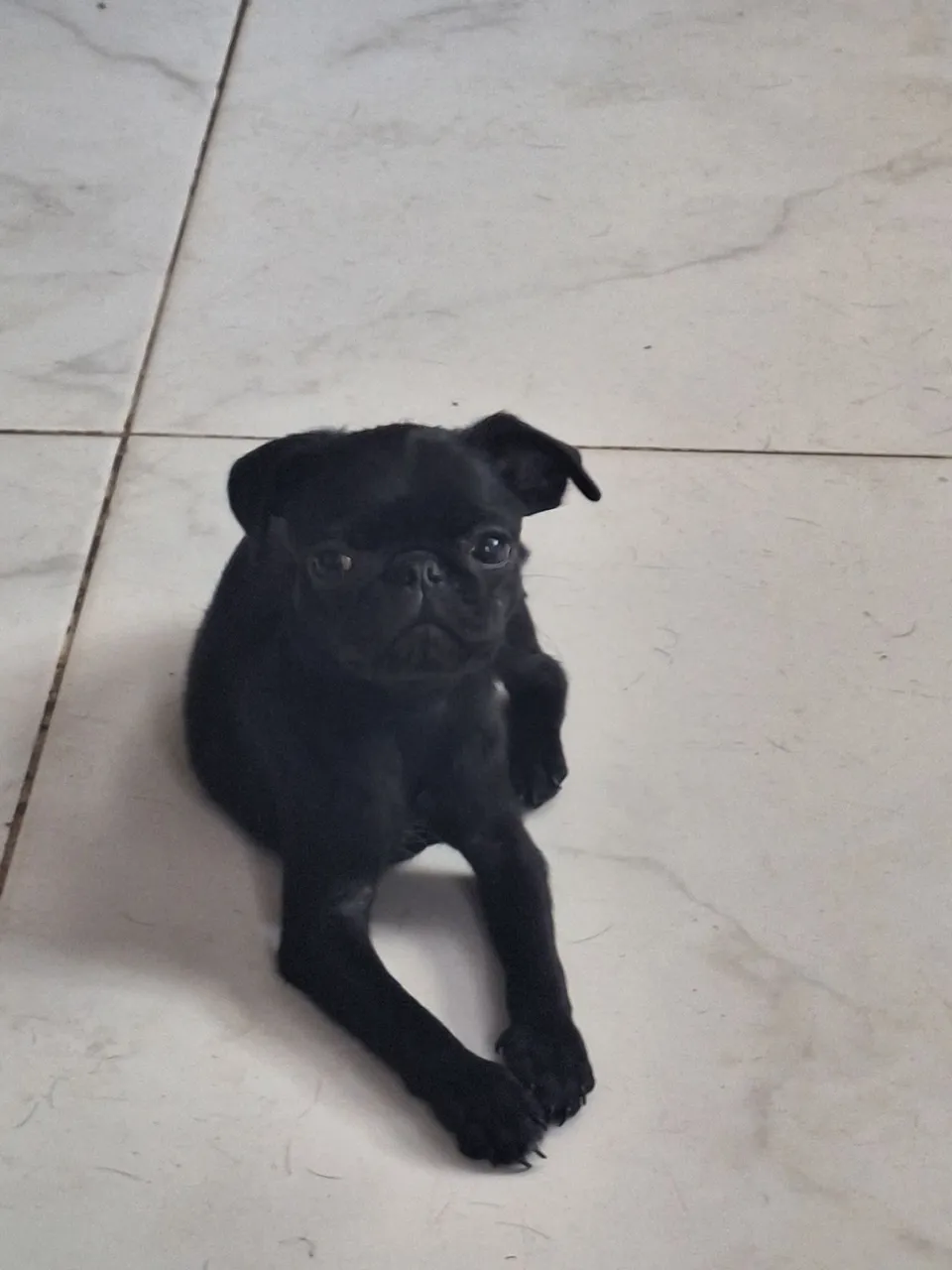 Filhote de Pug