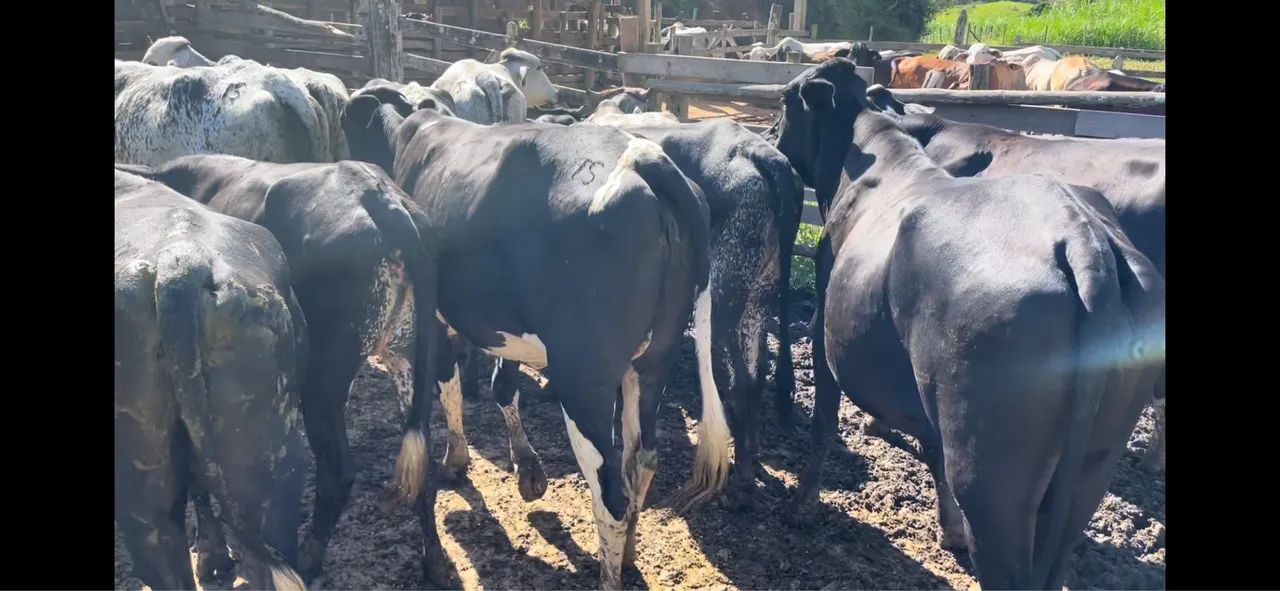 Novilhas Leiteiras de alto padrão  - Foto 3