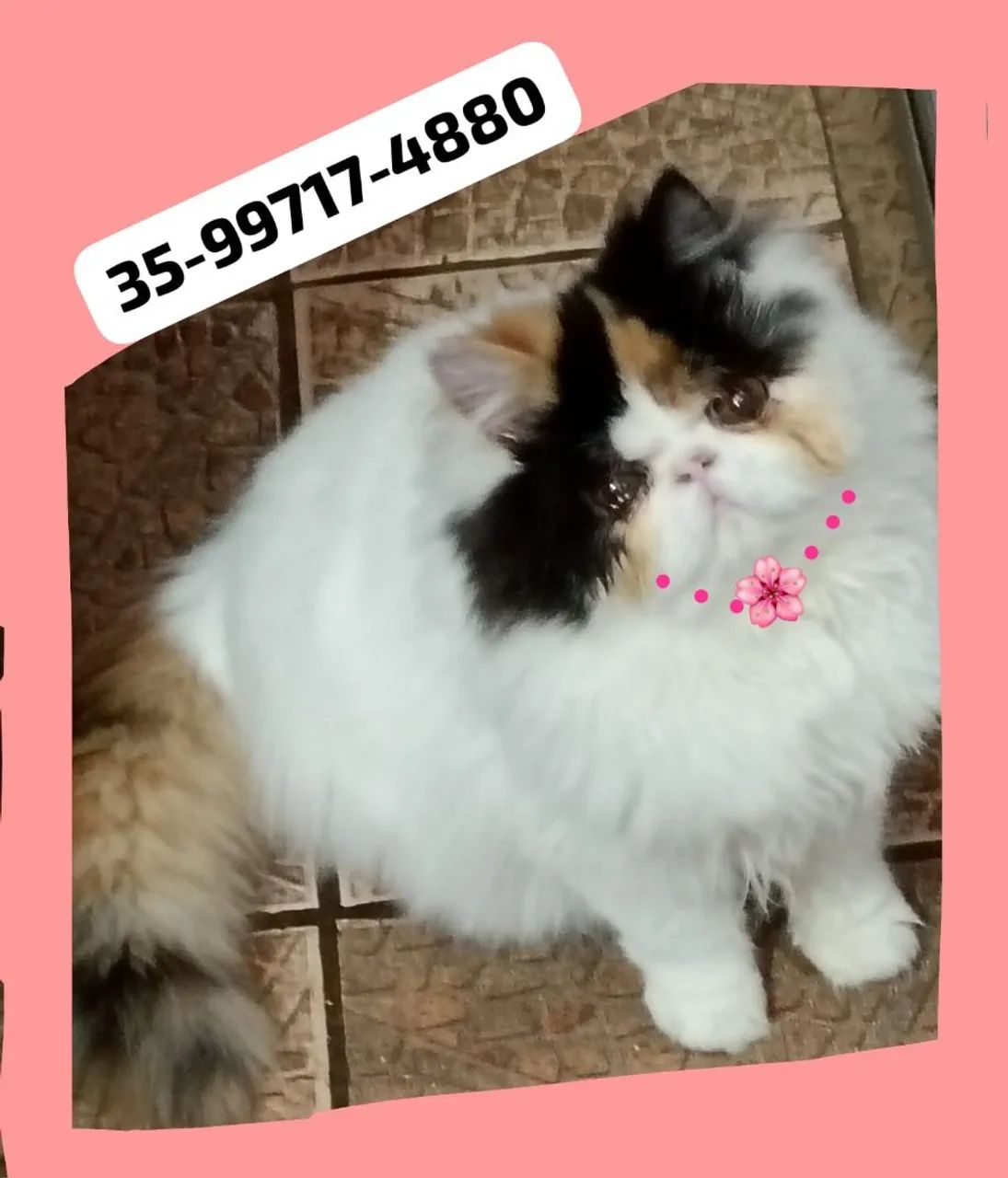 Gatinha Persa Tricolor(9 meses)