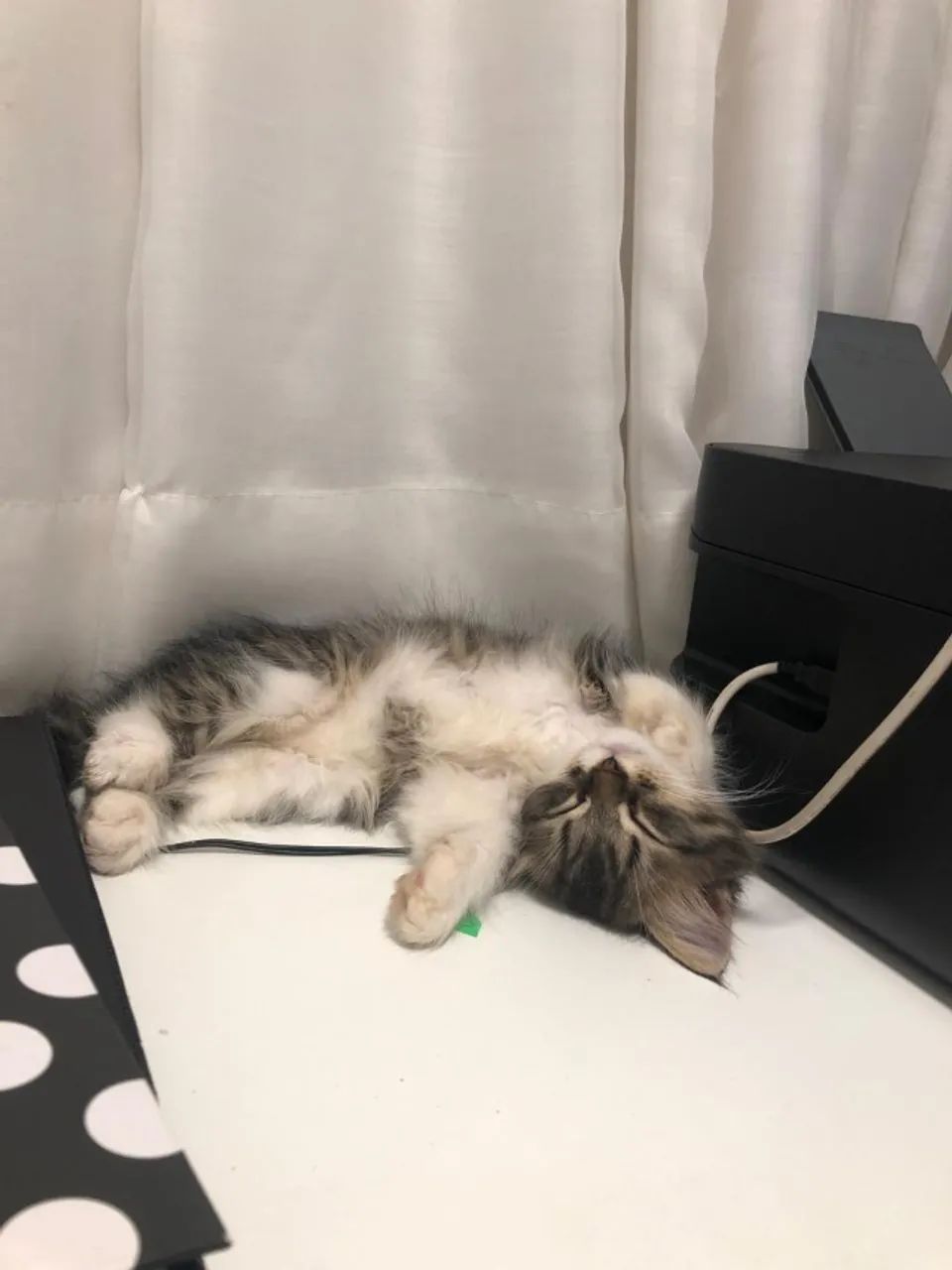 Filhote de Gato Persa Mestiço  - Foto 3