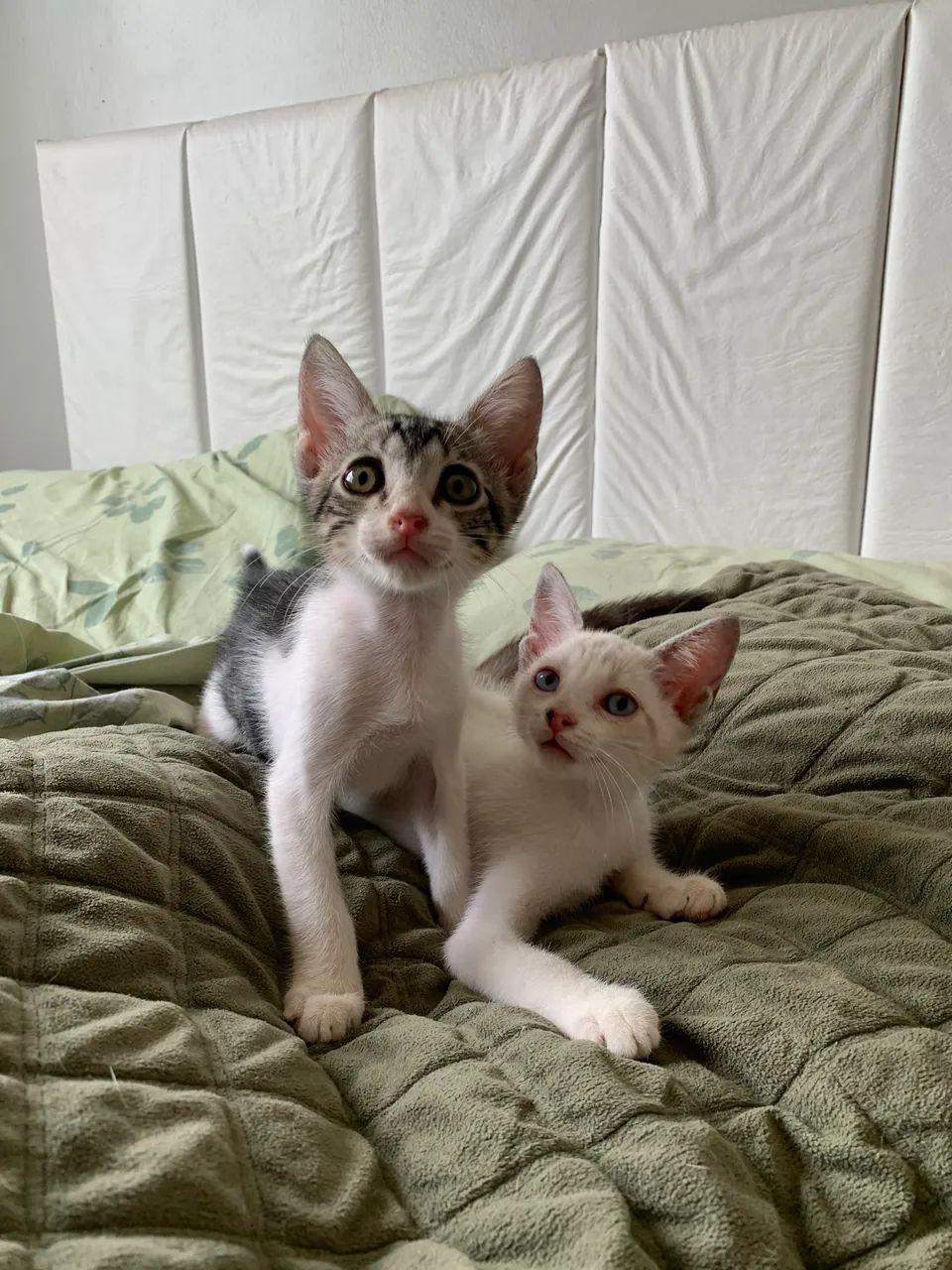 Adoção gatos filhotes