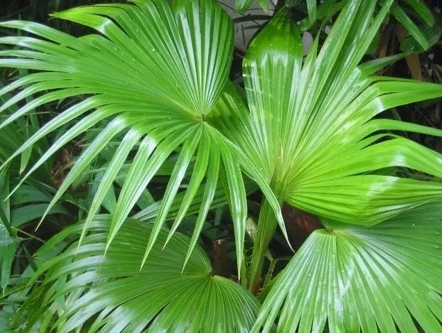 Muda de Palmeira leque