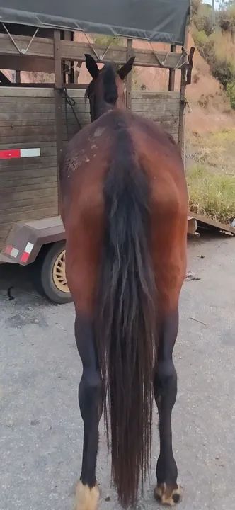 Égua preta mangalarga mineira  - Foto 4