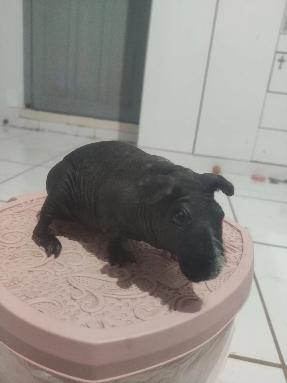 Porquinho da índia ( sem pêlos ) - Foto 3