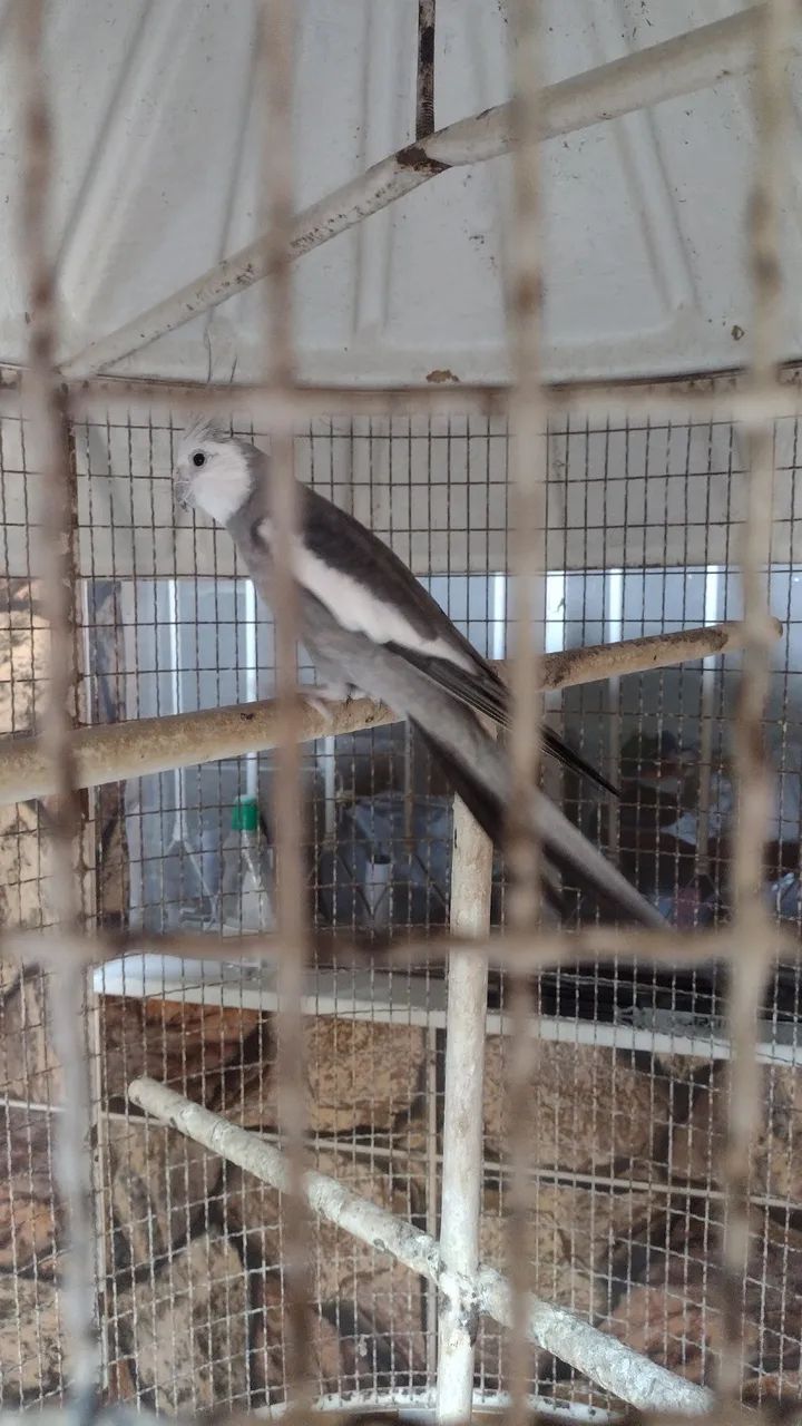 Viveiro calopsita  - Foto 2