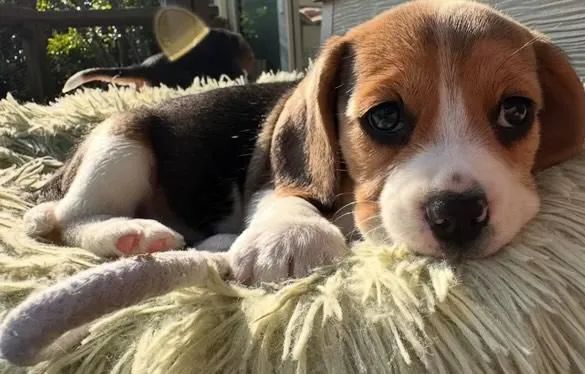 Gentil Filhote Beagle, lindíssimo! / Amor e companhia.