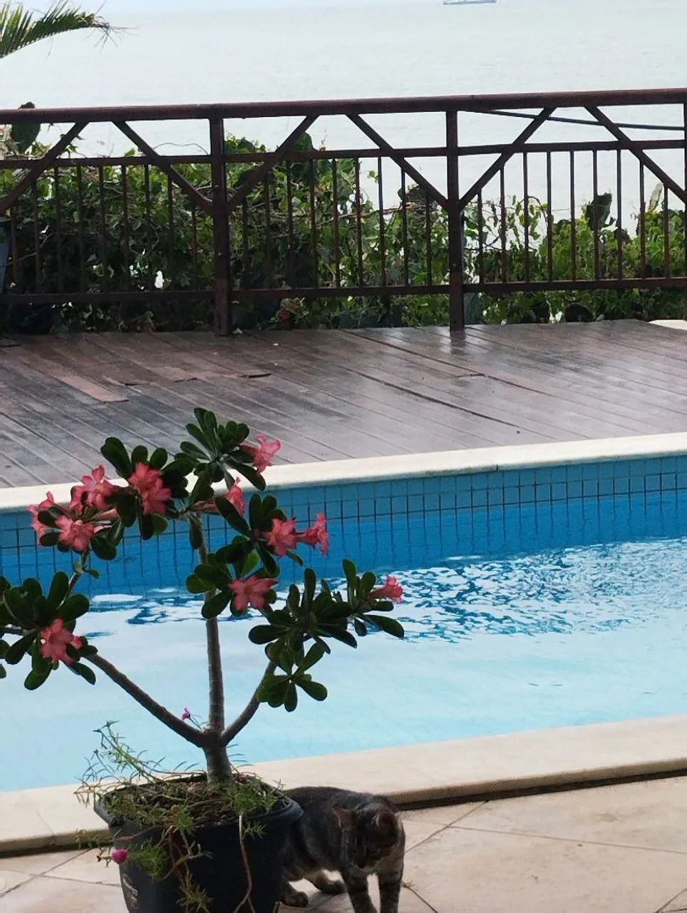 Piscineiro 