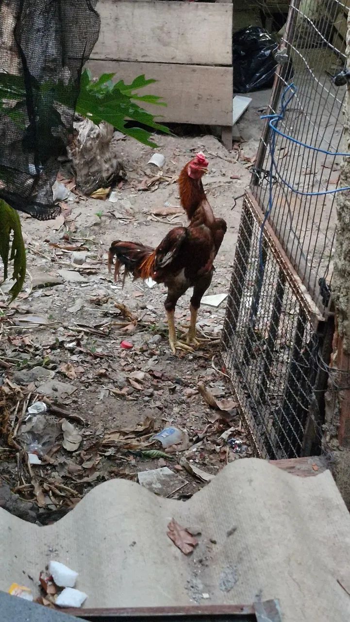 Vendo galo - Foto 2