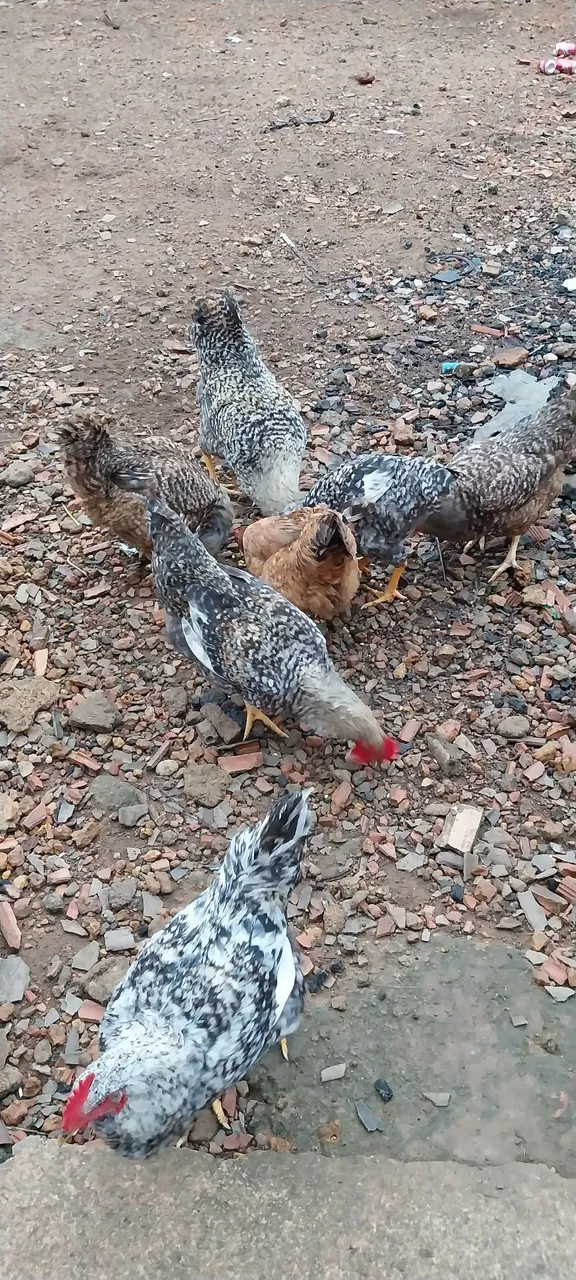 Frangos e galinhas caipiras