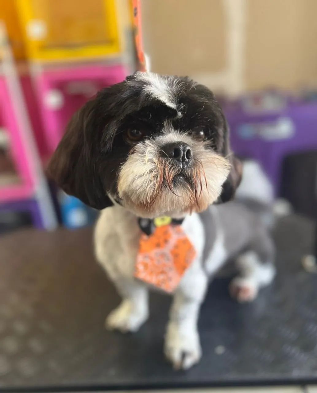 Filhotes de Shih Tzu - Lindos e Saudáveis