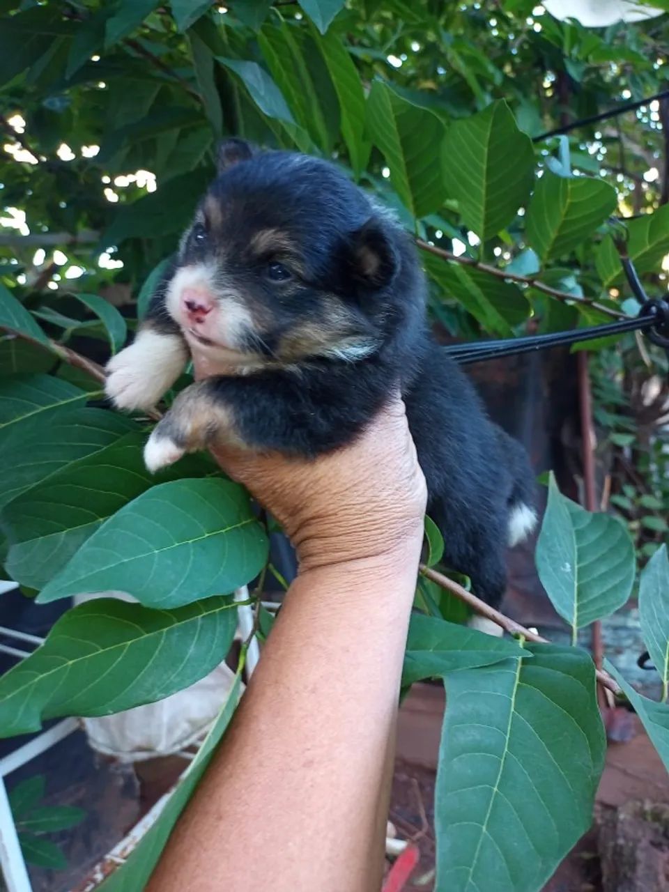 Lulu da Pomerânia Macho - Foto 3