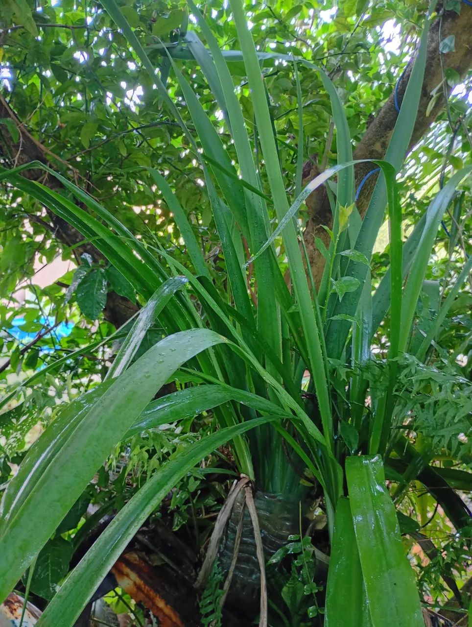 Lírio para enfeitar sua casa Nesse Natal e Ano Ano