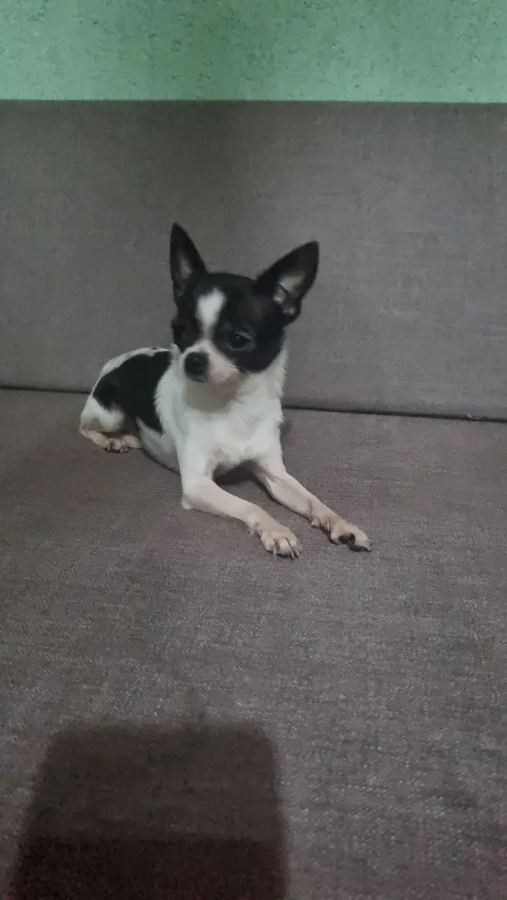 Chihuahua macho - Foto 2