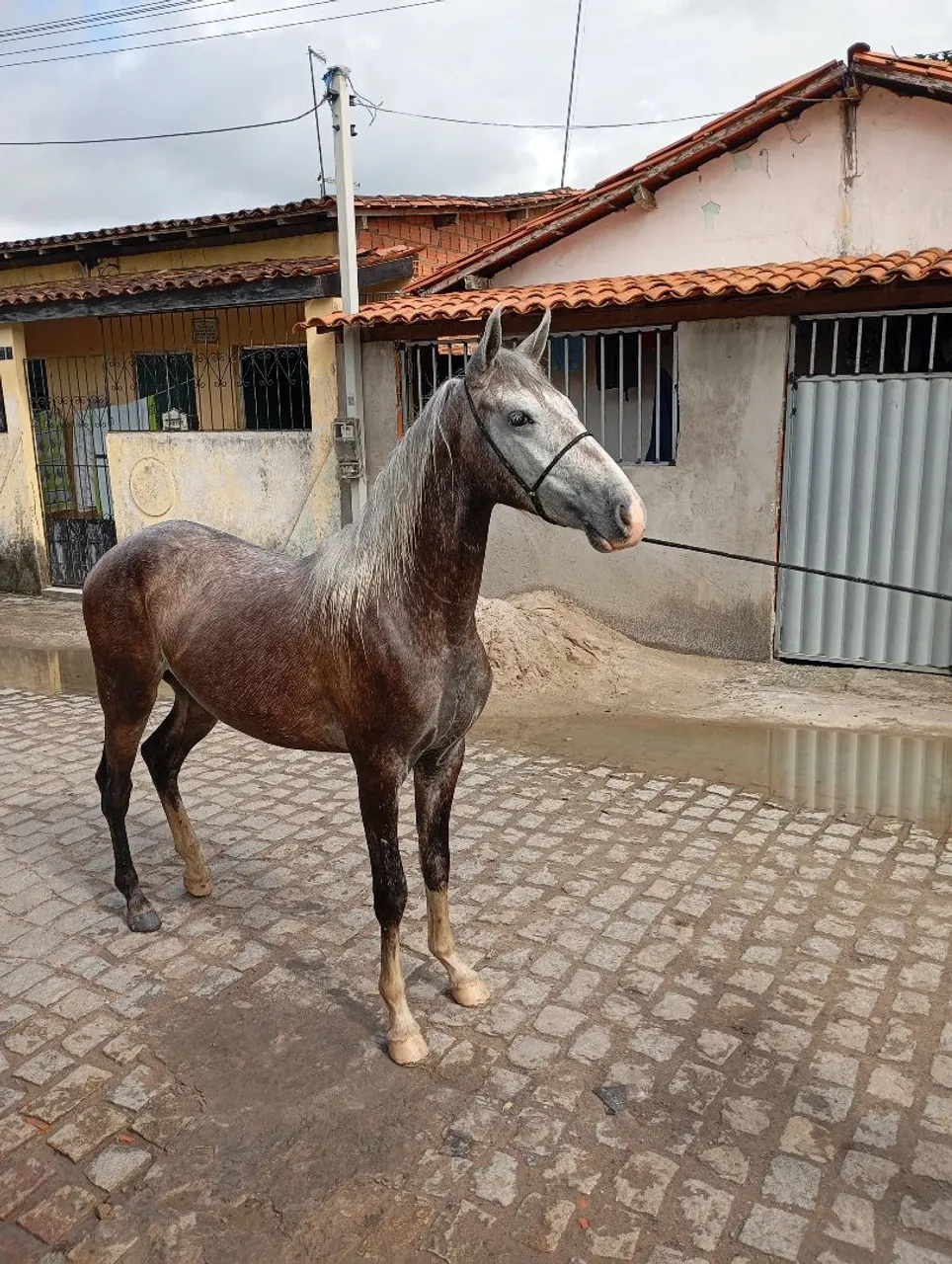 Potro mangalarga com 1 ano e 8 meses, iniciando na doma.