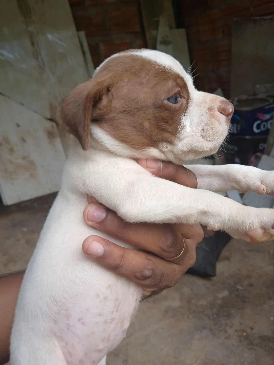 Filhote de Pitbull R$200