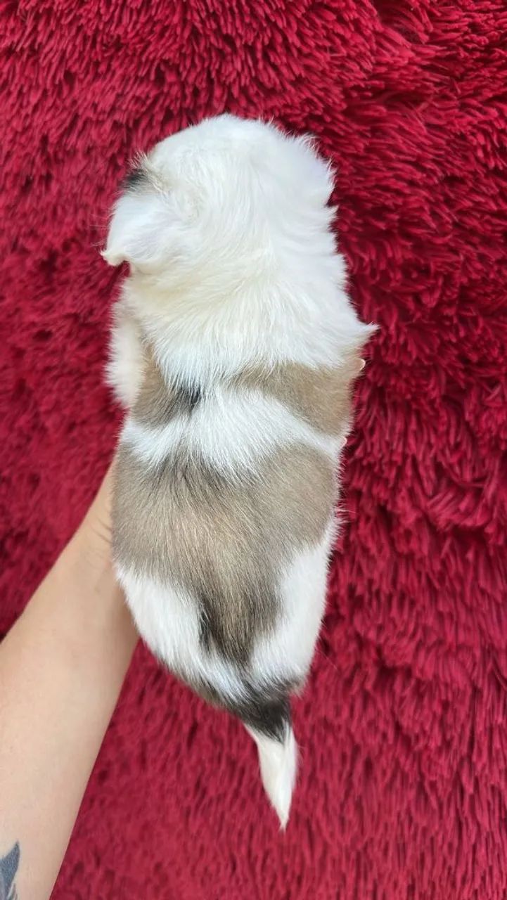 Chihuahua de pelagem longa. Um lindo piratinha tricolor para encantar seu coração! - Foto 2