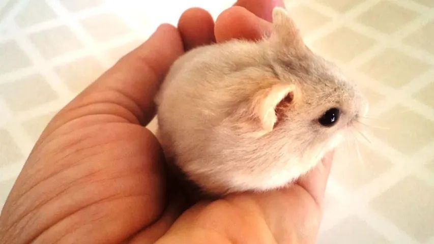 Hamster anão russo  - Foto 3