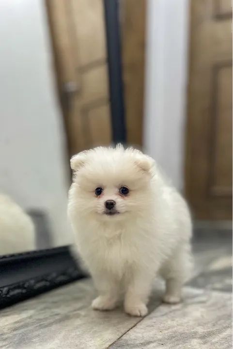 Fêmea de Spitz Alemão - Lulu da Pomerania - Foto 6