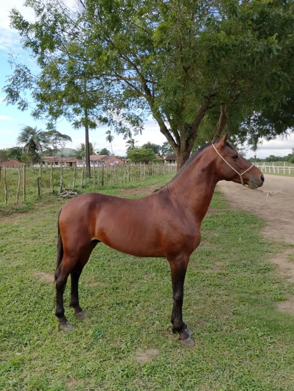 Cavalo Garanhão Mangalarga Machador TOP 4 Anos  - Foto 2