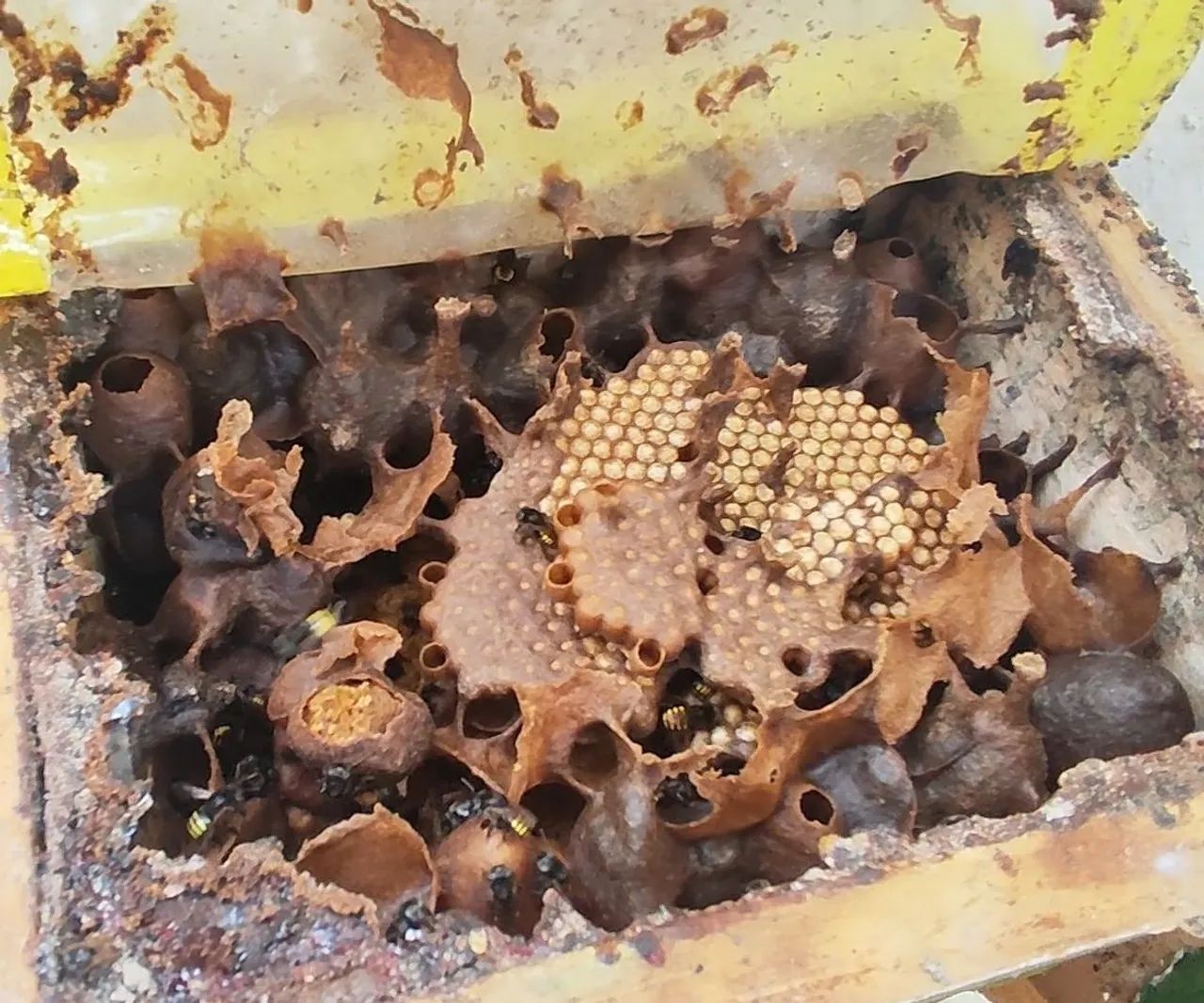  Mel de Abelha Mandaçaia  - Foto 4