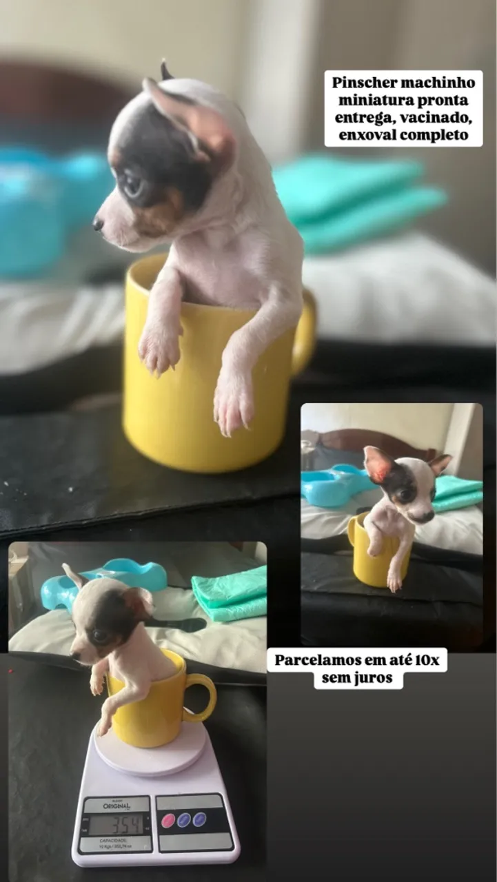 Pinscher Machinho Miniatura - Pronta Entrega